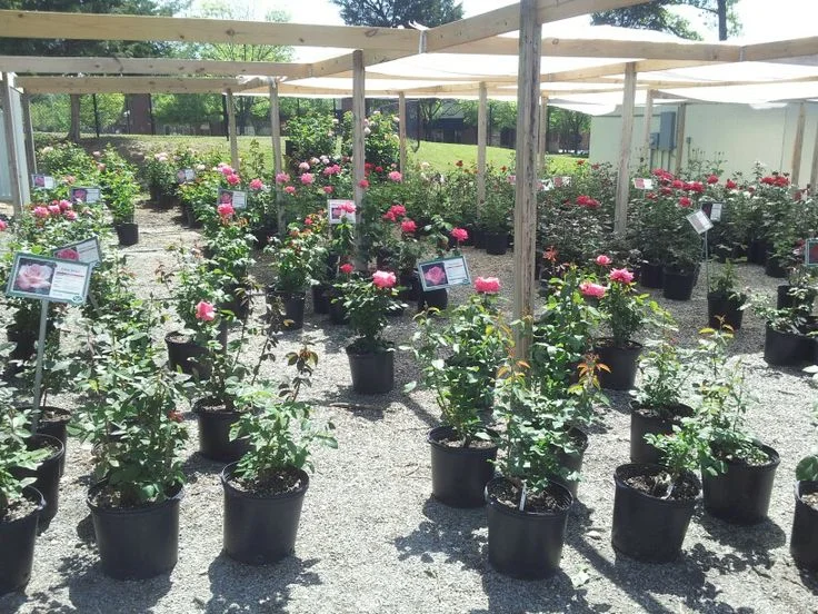 Garden — BudgetFriendly Interior Design and Lifestyle Blog — Elizabeth